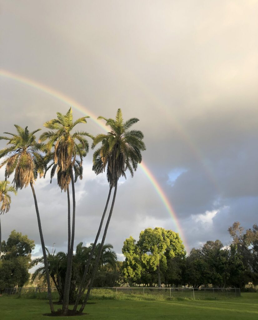 park with palm trees and double rainbow