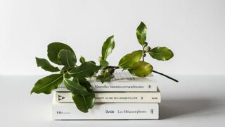 learn - books stacked with brach with leaves on top